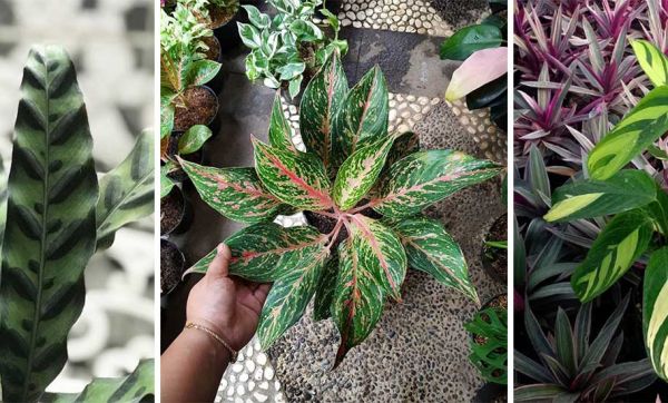 Découvrez la dernière tendance végétale : de surprenantes plantes à motifs