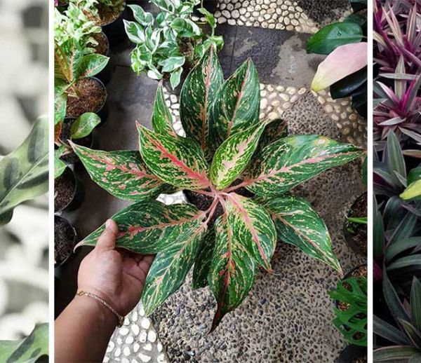 Découvrez la dernière tendance végétale : de surprenantes plantes à motifs