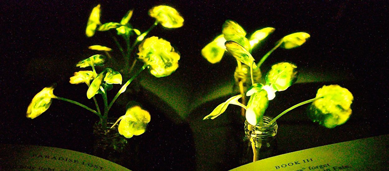 Ces chercheurs ont mis au point une plante capable d'éclairer toute une pièce !