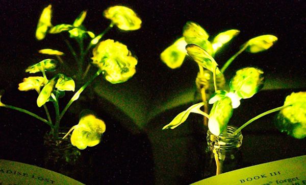 Ces chercheurs ont mis au point une plante capable d'éclairer toute une pièce !