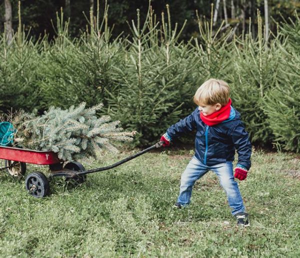 Petit guide pour (bien) choisir votre sapin de Noël