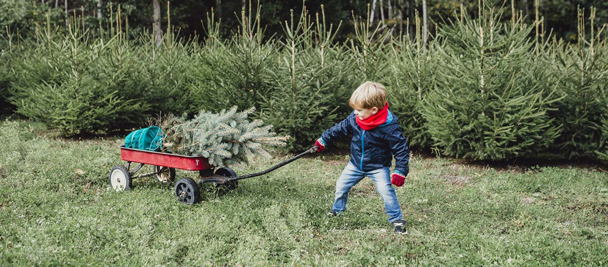 Petit guide pour (bien) choisir votre sapin de Noël