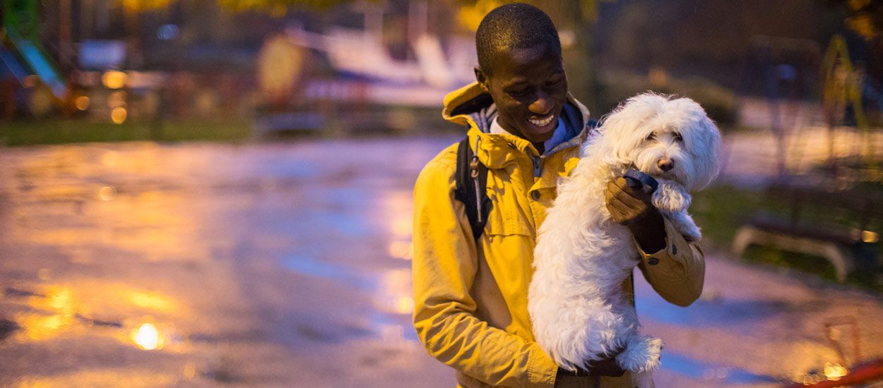 En Angleterre, on alimente des lampadaires avec des crottes de chien !