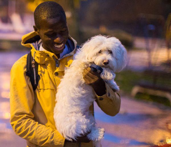 En Angleterre, on alimente des lampadaires avec des crottes de chien !