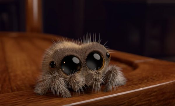 Connaissez-vous Lucas, l'araignée que nous aimerions bien avoir à la maison ?