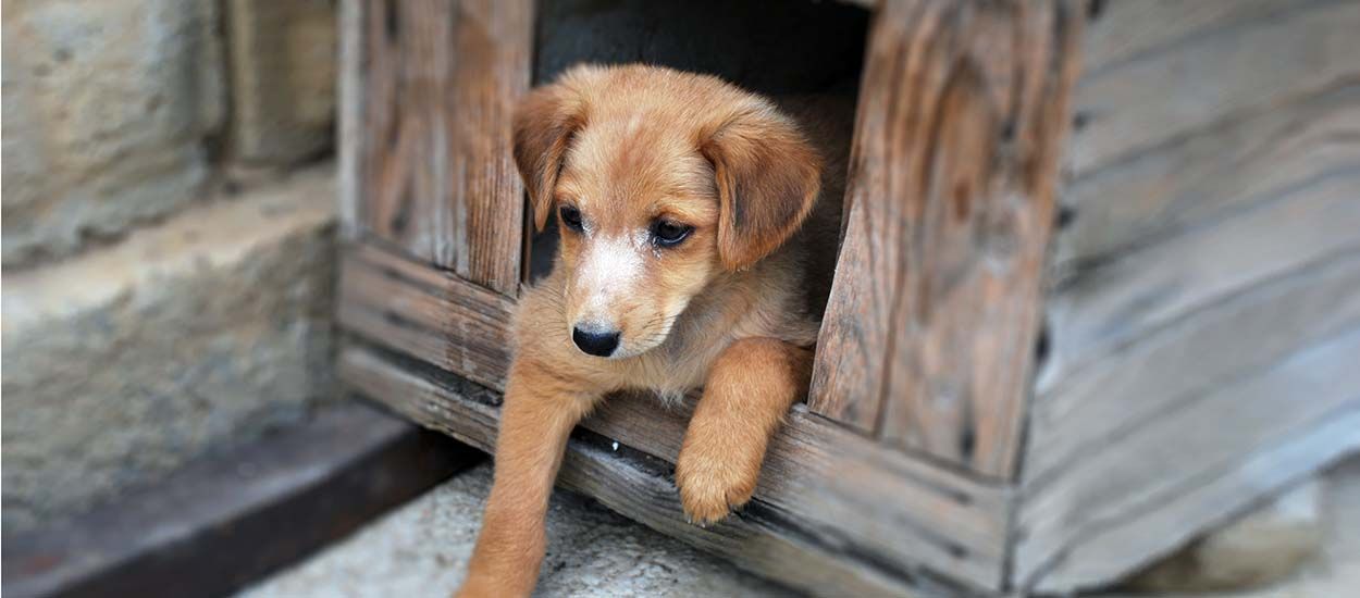 Comment prendre soin de votre chien s'il dort dehors l'hiver ?