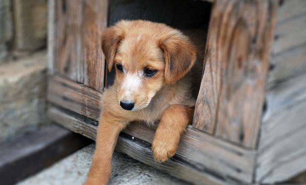 Comment prendre soin de votre chien s'il dort dehors l'hiver ?