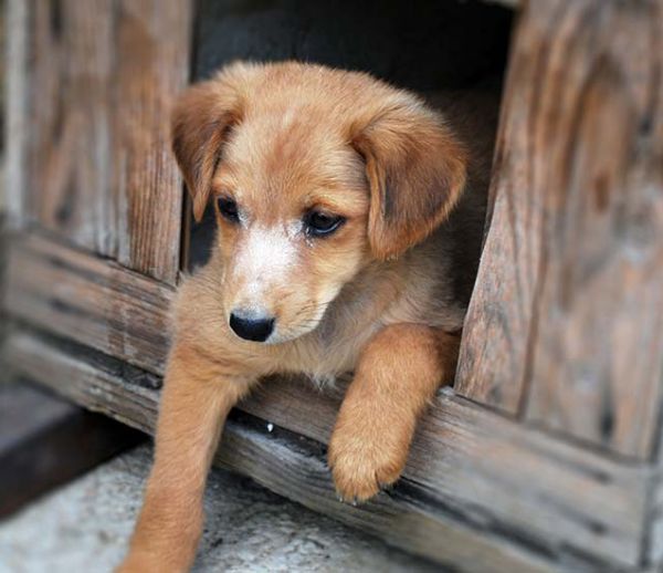 Comment prendre soin de votre chien s'il dort dehors l'hiver ?