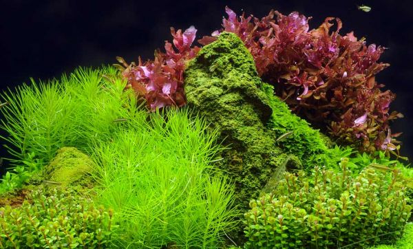 Aquascaping : transformez votre aquarium en paysage naturel !