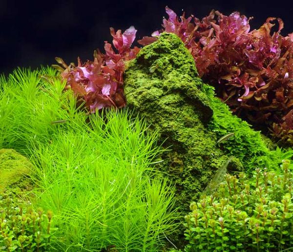 Aquascaping : transformez votre aquarium en paysage naturel !