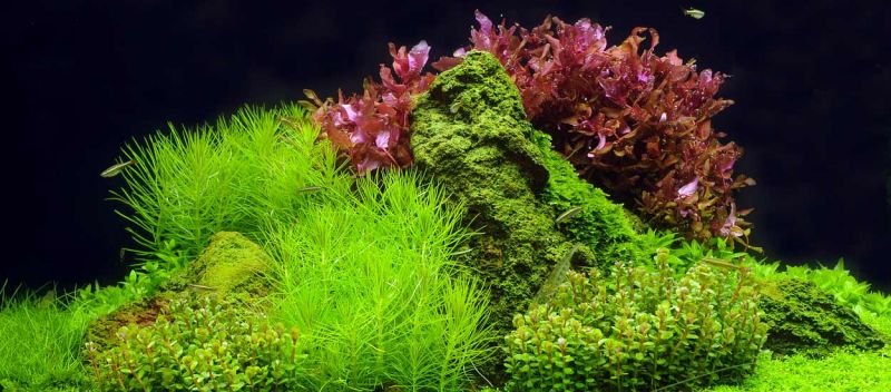 Aquarium : l'aquascaping transforme votre bocal en paysages incroyables
