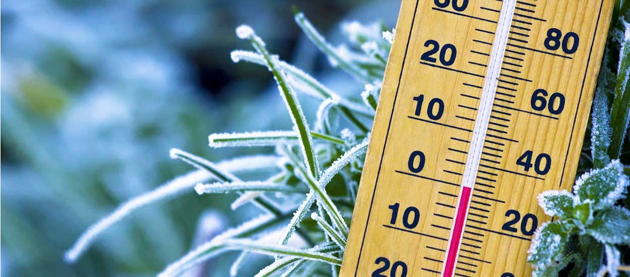 9 astuces pour protéger vos plantes extérieures du gel