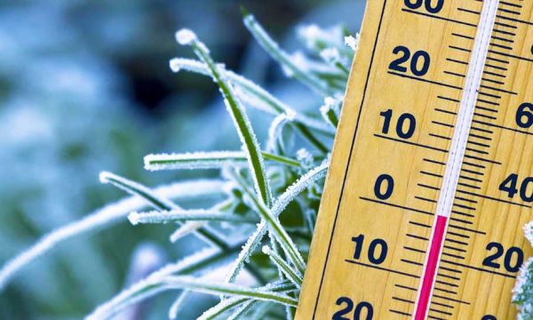 Vague de froid : 9 gestes de dernière minute pour protéger vos plantes d'extérieur