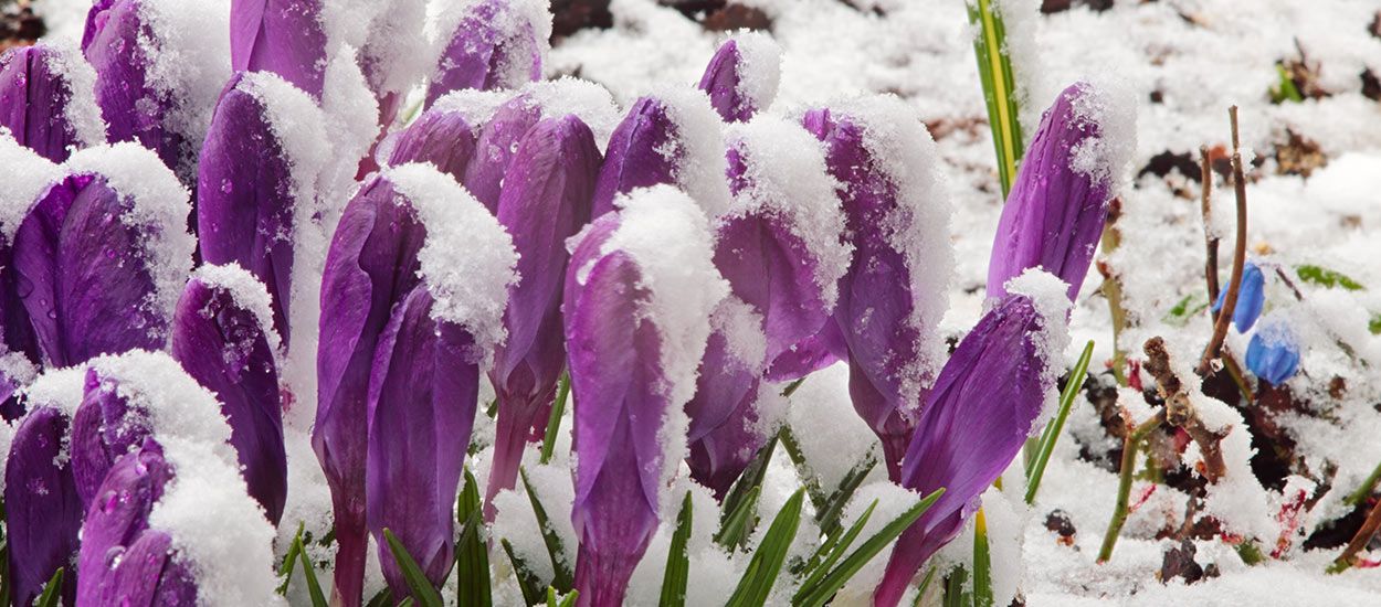 Connaissez-vous les vertus de la neige pour votre jardin ?