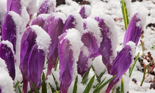 Connaissez-vous les vertus de la neige pour votre jardin ?