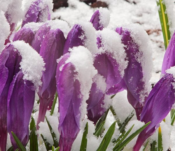 Connaissez-vous les vertus de la neige pour votre jardin ?