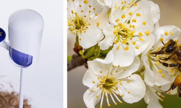 Un mini-hôpital pour sauver les abeilles de la disparition