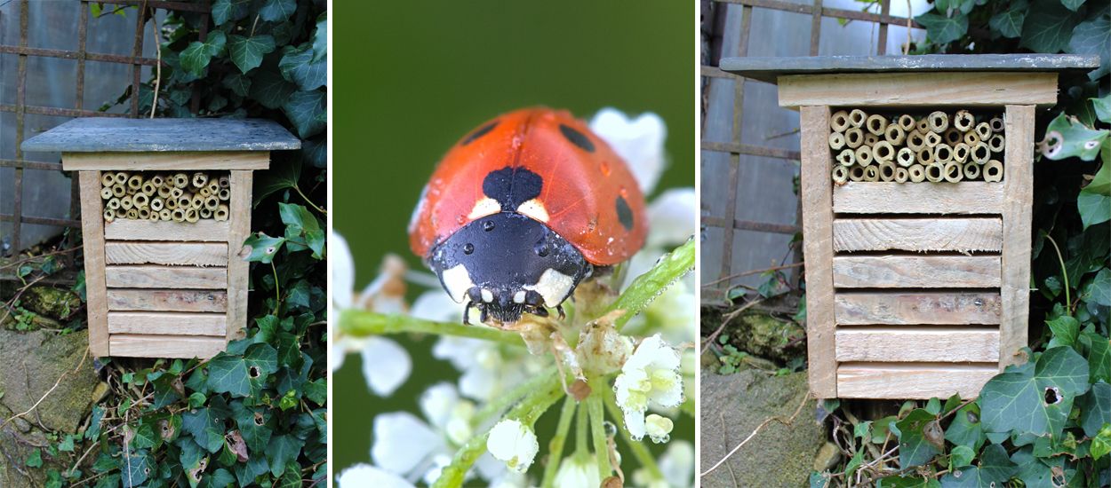 Tuto : Construisez un petit nid à coccinelles pour lutter contre les pucerons