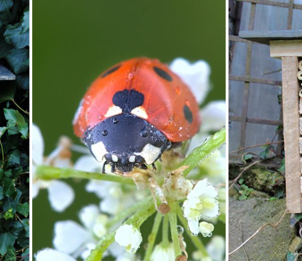 Tuto : Construisez un petit nid à coccinelles pour lutter contre les pucerons