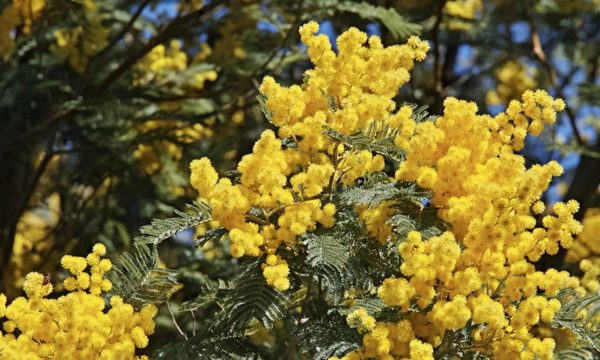 Star de l'hiver : nos conseils pour adopter le mimosa avec ou sans jardin !