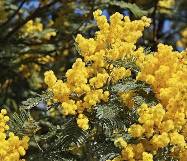 Star de l'hiver : nos conseils pour adopter le mimosa avec ou sans jardin !