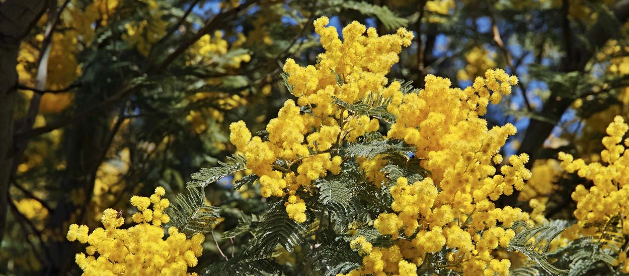 Star de l'hiver : nos conseils pour adopter le mimosa avec ou sans jardin !