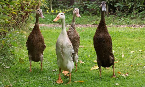 Arrêtez les pesticides et insecticides, adoptez plutôt des canards coureurs indiens !