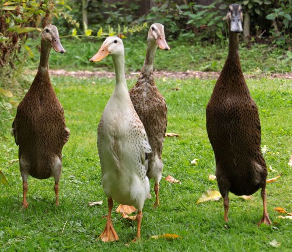 Arrêtez les pesticides et insecticides, adoptez plutôt des canards coureurs indiens !