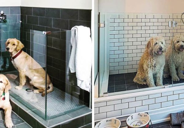 Animaux Salle De Bain