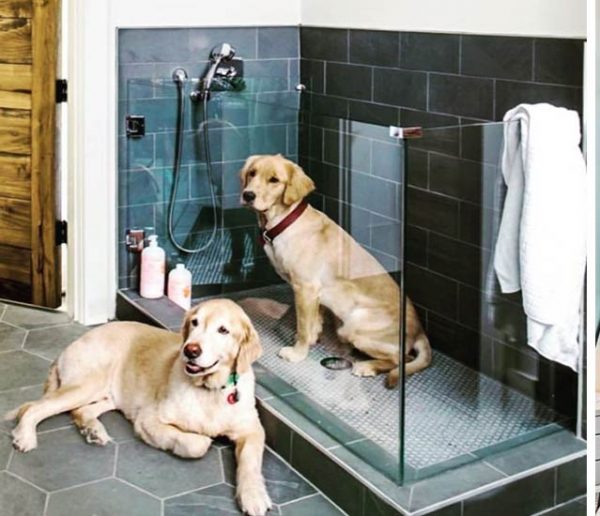 L'aménagement ultime pour gâter votre chien : une douche privée