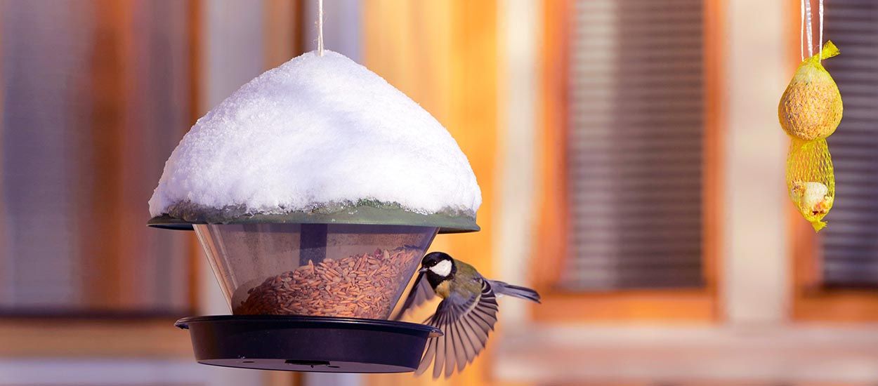 Comment protéger les oiseaux du jardin ? On répond à toutes les idées reçues !