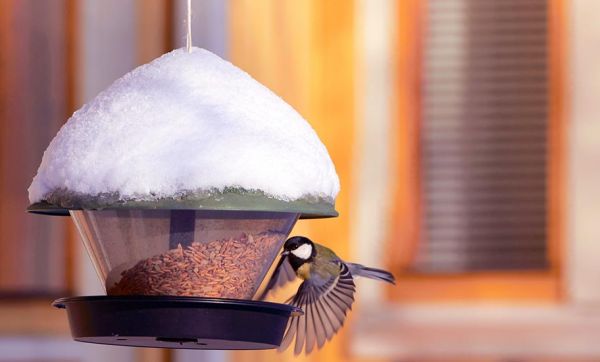 Comment protéger les oiseaux du jardin ? On répond à toutes les idées reçues !