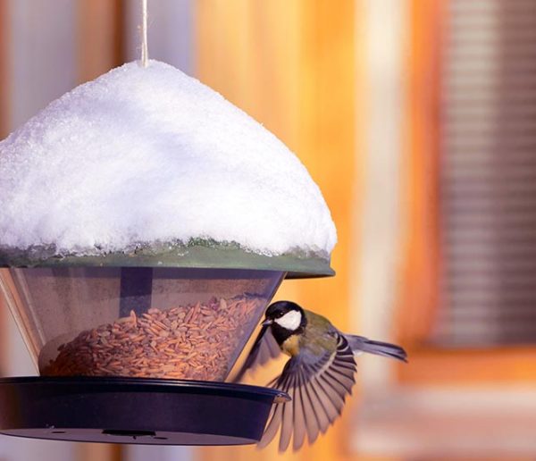 Comment protéger les oiseaux du jardin ? On répond à toutes les idées reçues !