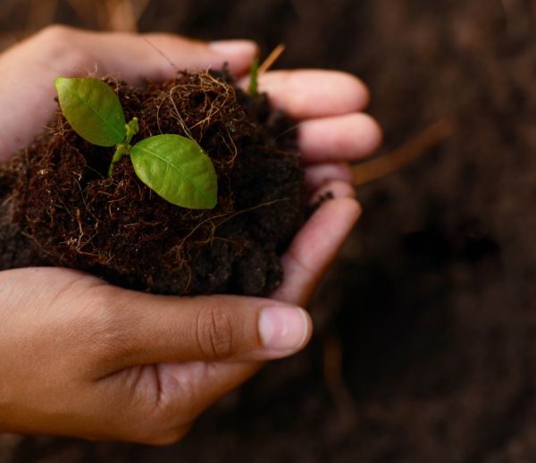 Avis aux passionné-es du jardinage : initiez-vous à la botanique avec ces cours en ligne gratuits