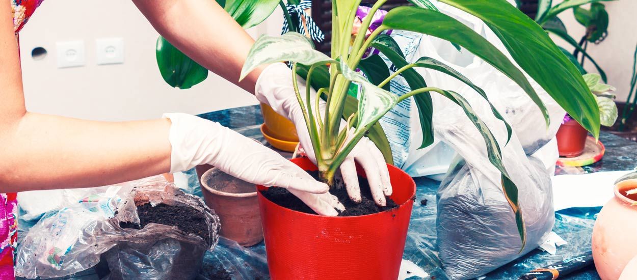 Ne jetez plus vos filtres à café : ils sont les meilleurs alliés de vos plantes d'intérieur !