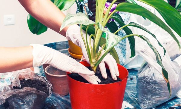 Ne jetez plus vos filtres à café : ils sont les meilleurs alliés de vos plantes d'intérieur !