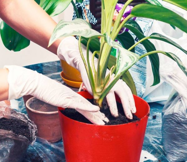 Ne jetez plus vos filtres à café : ils sont les meilleurs alliés de vos plantes d'intérieur !