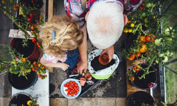 Comment bien réussir vos semis de tomates pour les planter au balcon ?