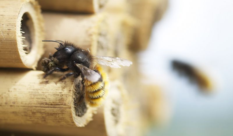 Abeilles maonnes : parrainez les et oeuvrez pour la biodiversit du jardin