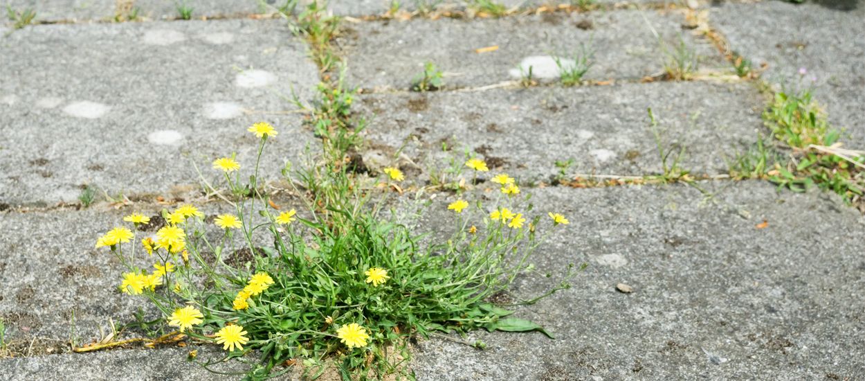 5 techniques pour désherber vos terrasses et allées sans pesticides !