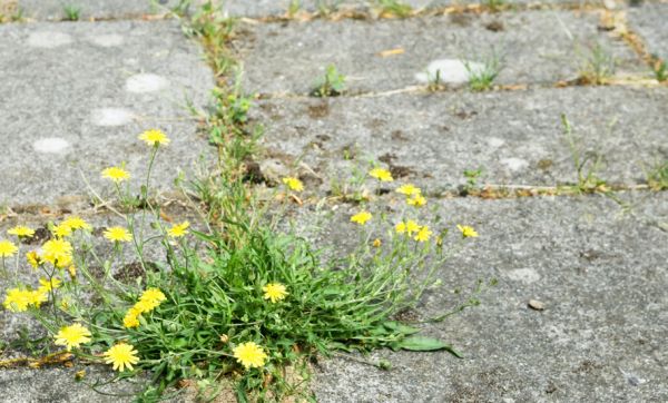 5 techniques pour désherber vos terrasses et allées sans pesticides !