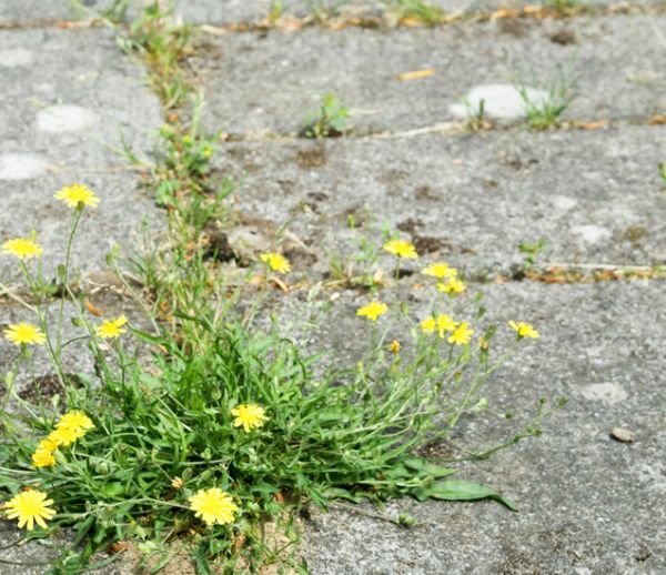 5 techniques pour désherber vos terrasses et allées sans pesticides !