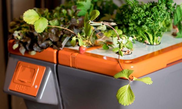 Connaissez-vous l'ultraponie, la nouvelle façon de cultiver les plantes avec des ultrasons ?