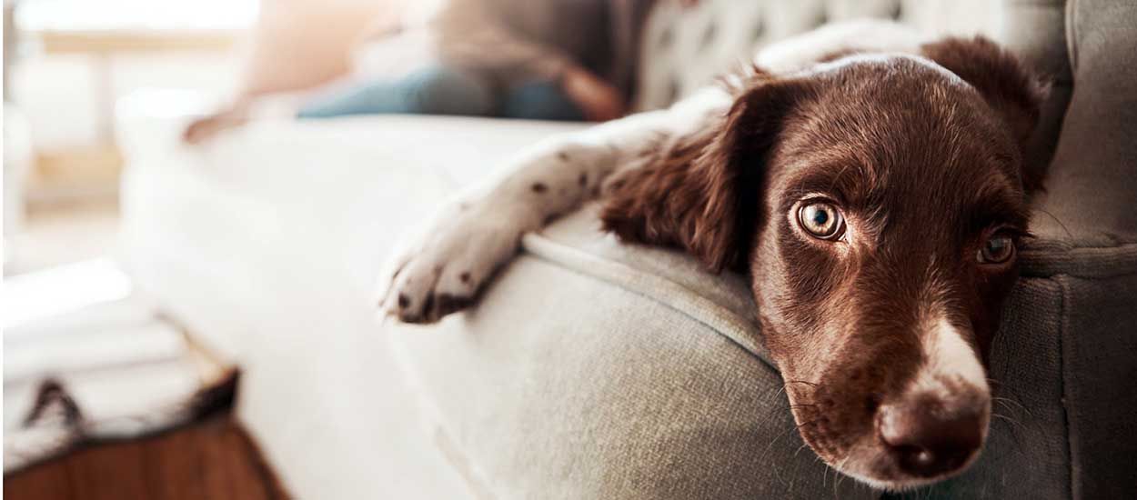 5 conseils de pros pour laisser votre chien seul à la maison quelques heures