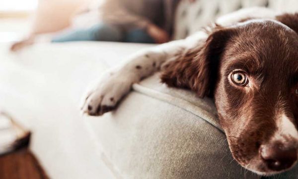 5 conseils de pros pour laisser votre chien seul à la maison quelques heures