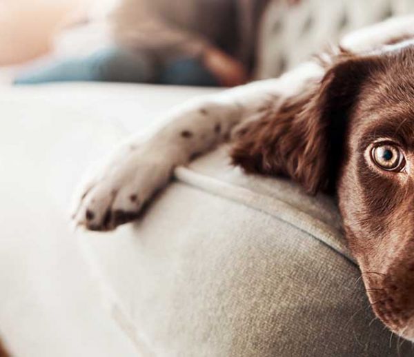 5 conseils de pros pour laisser votre chien seul à la maison quelques heures