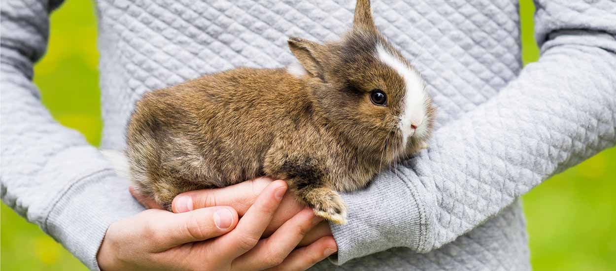 Enclos extérieur du lapin en été : bien protéger son animal de la