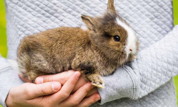 Conseils d'experte pour construire un enclos confortable pour son lapin