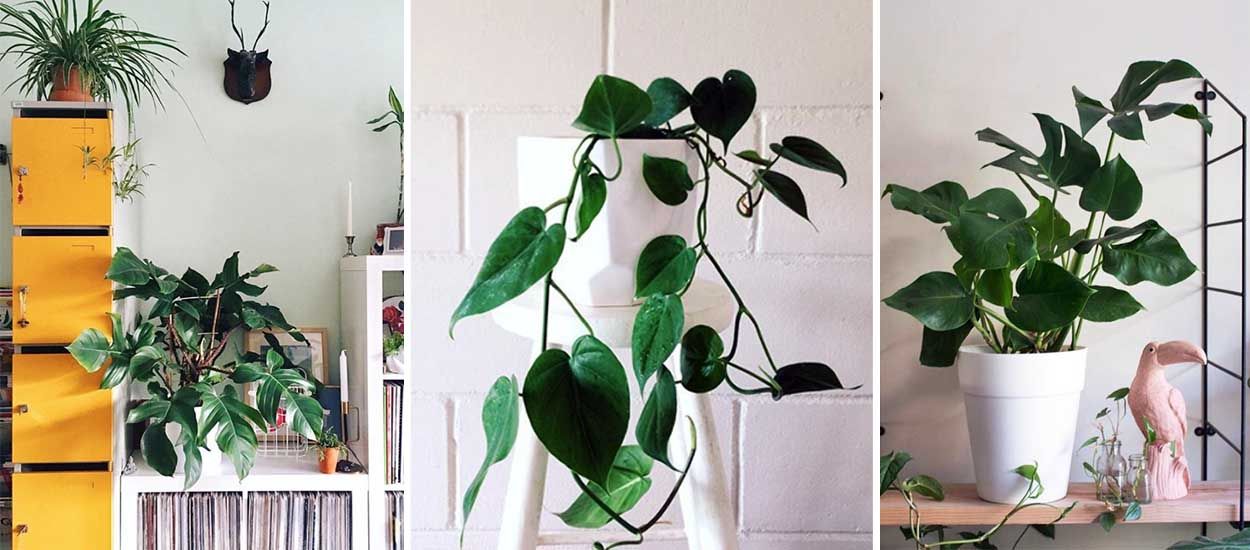 Ces 21 photos Instagram vont vous donner envie d'adopter un philodendron !