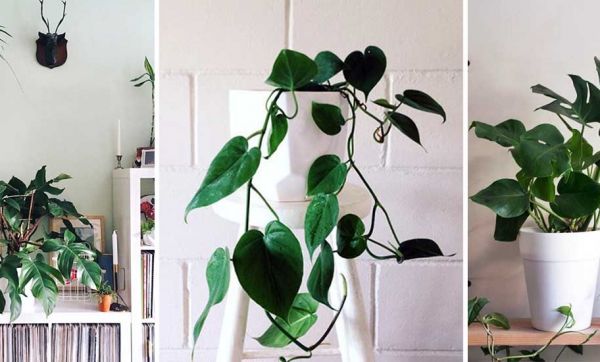 Ces 21 photos Instagram vont vous donner envie d'adopter un philodendron !